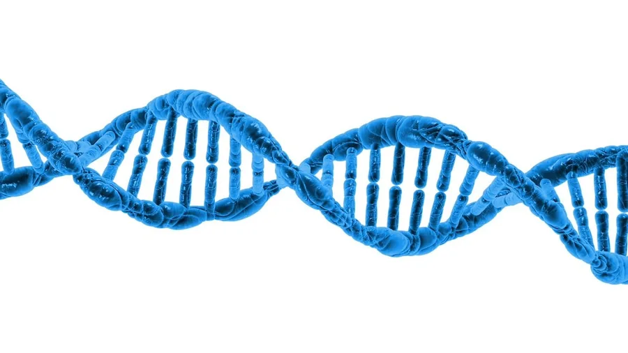 Accelerated Cellular Aging at a Genetic Level